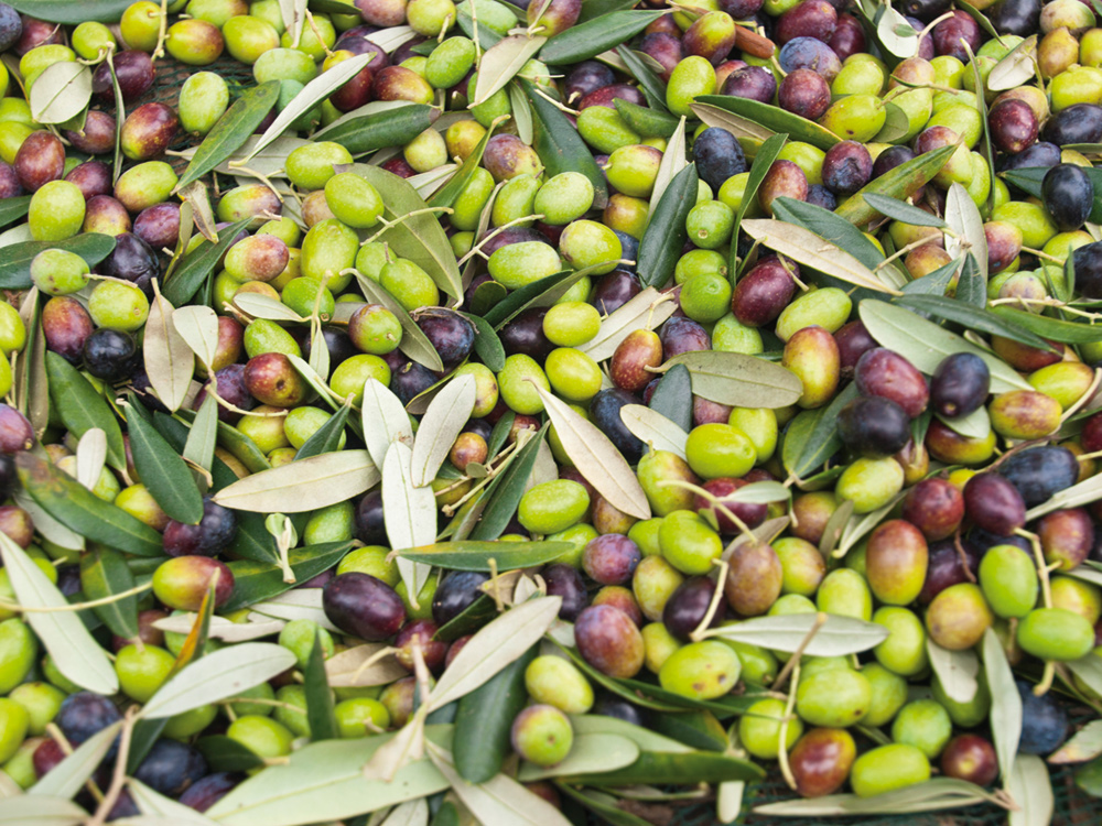 Olive cunzate