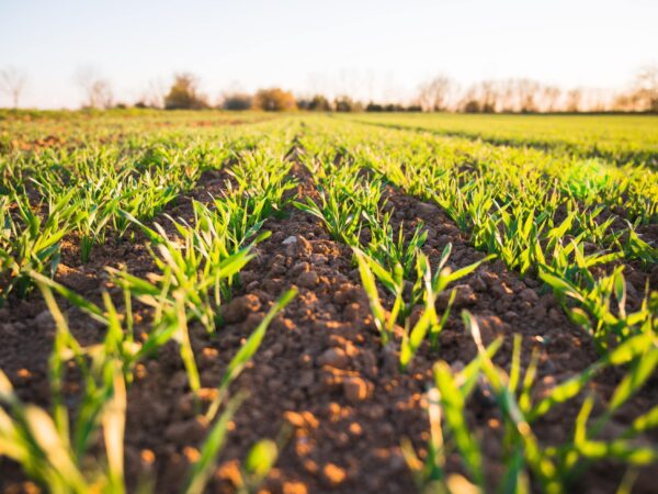 come mantenere un terreno fertile