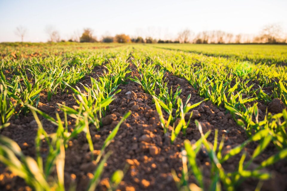 come mantenere un terreno fertile