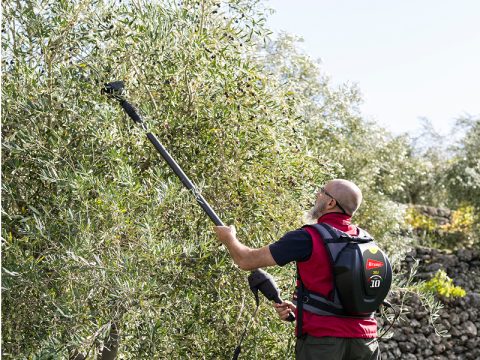raccolta olive a mano brumi abbacchiatore a batteria