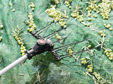 raccolta_olive_brumi_abbacchiatore_a_batteria