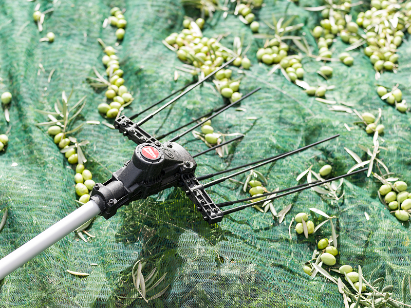 raccolta_olive_brumi_abbacchiatore_a_batteria